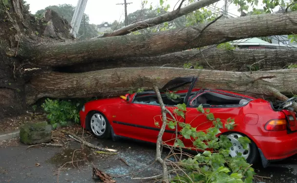 Дерево упало на авто