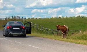 Автомобиль у пастбища