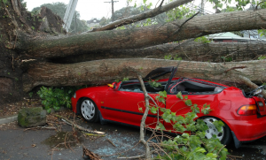 Дерево упало на авто